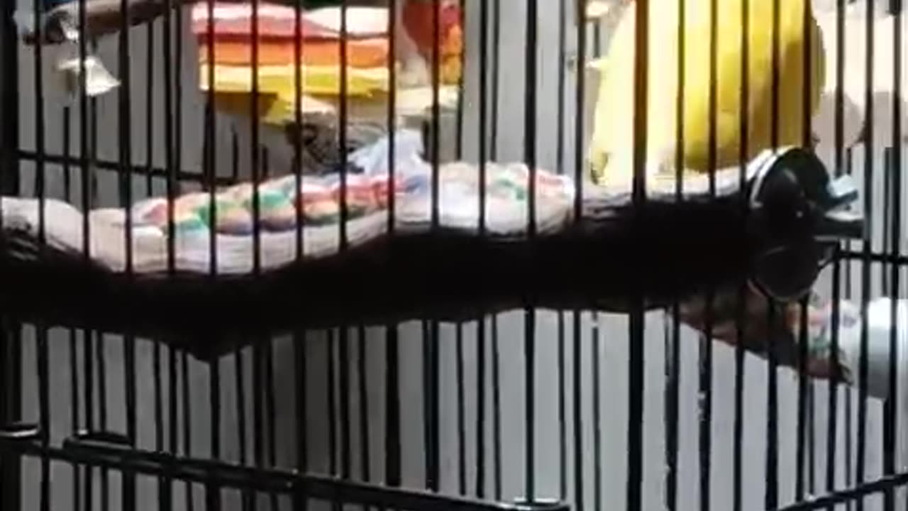 Lovebird Playing