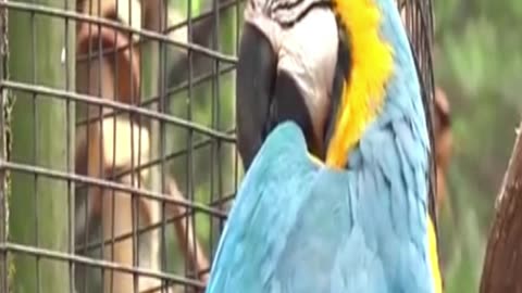 guacamayo