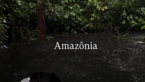 🇧🇷 Amazon forests. Brazil.
