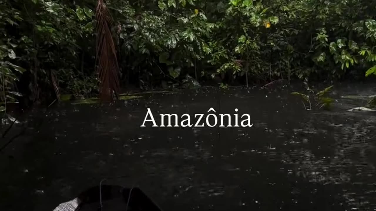 🇧🇷 Amazon forests. Brazil.