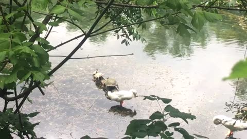 The story : The Tortoise and the Ducks