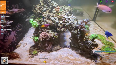 24/7 Real Live Reef Stream