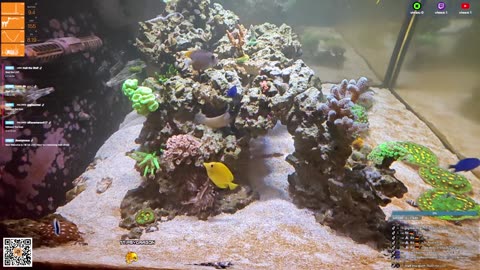24/7 Real Live Reef Stream