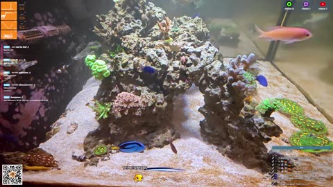 24/7 Real Live Reef Stream
