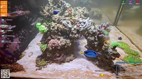 24/7 Real Live Reef Stream