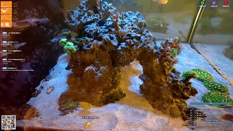 24/7 Real Live Reef Stream