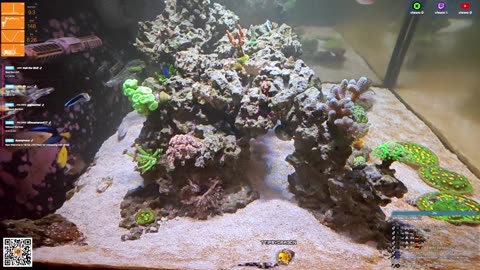 24/7 Real Live Reef Stream