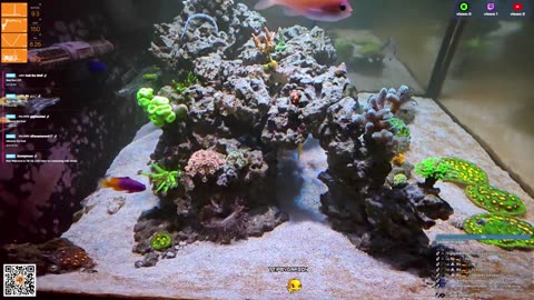 24/7 Real Live Reef Stream