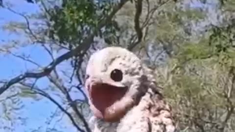 most terrifying bird sounds