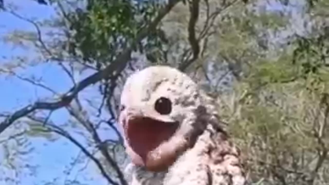 most terrifying bird sounds