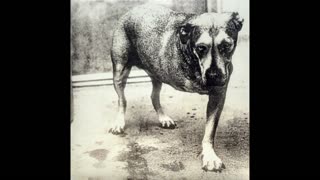 Alice In Chains - Alice In Chains