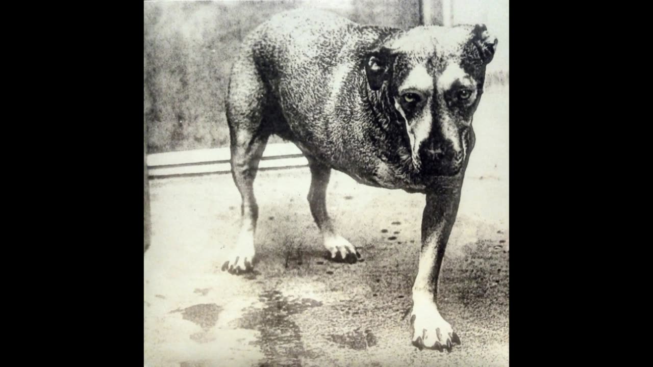 Alice In Chains - Alice In Chains