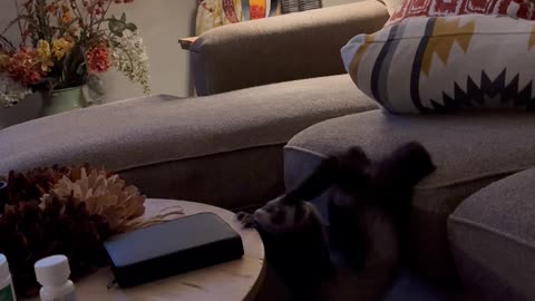 House Ferret Folds In Half
