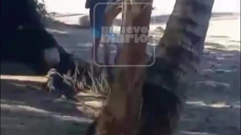 VIDEO: un helicóptero en Playa Cabrera