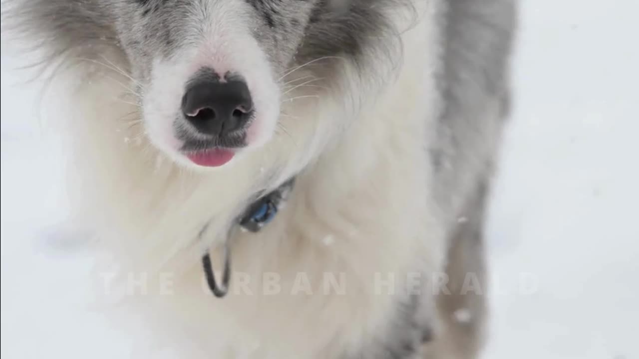 Border collie blue merle in winter wonderland