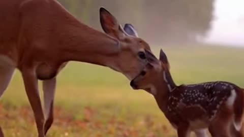 Reunion at Dawn | An Emotional Story of Hope and New Beginnings