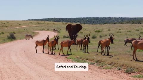 Obtain the Likelihood of Experiencing the best Wildlife Reveal in the world in Tanzania