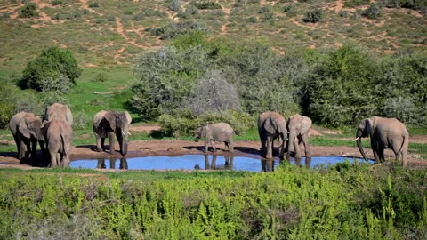 ELEPHANTS in the Wild