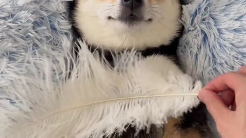 Dog Spa