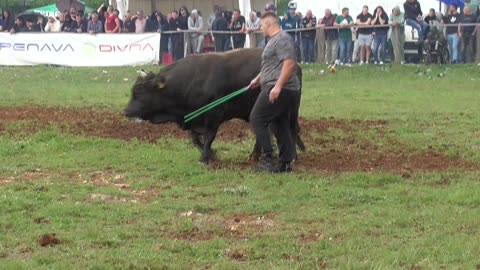 Jelenko od Vrzine vs Ljuban od Ilića Dicmo 2025