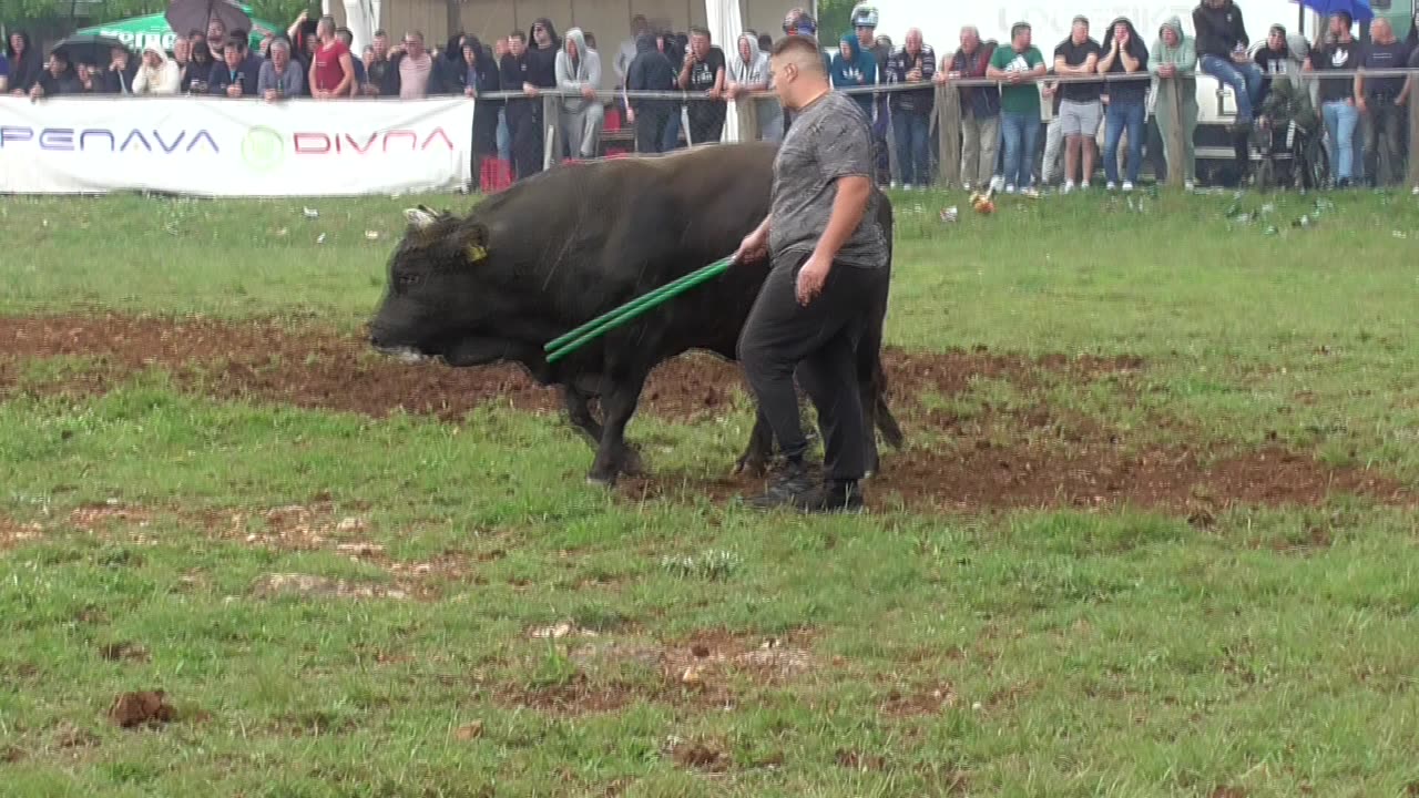 Jelenko od Vrzine vs Ljuban od Ilića Dicmo 2025