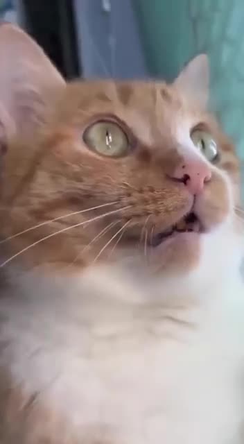 How did that pigeon get up there 😊