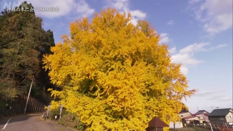 神様の木に会う にっぽん巨樹の旅 2026 新春