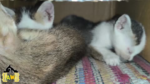 Kitten siblings