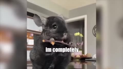 animal voice over