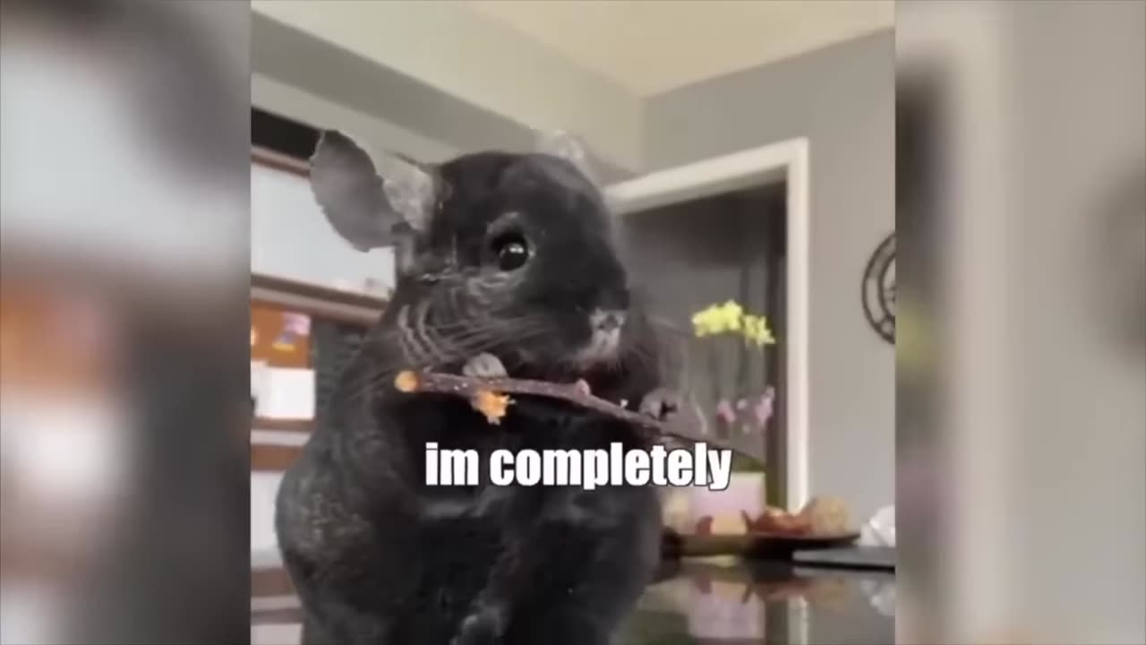 animal voice over