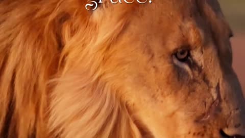 lion hearted Grace