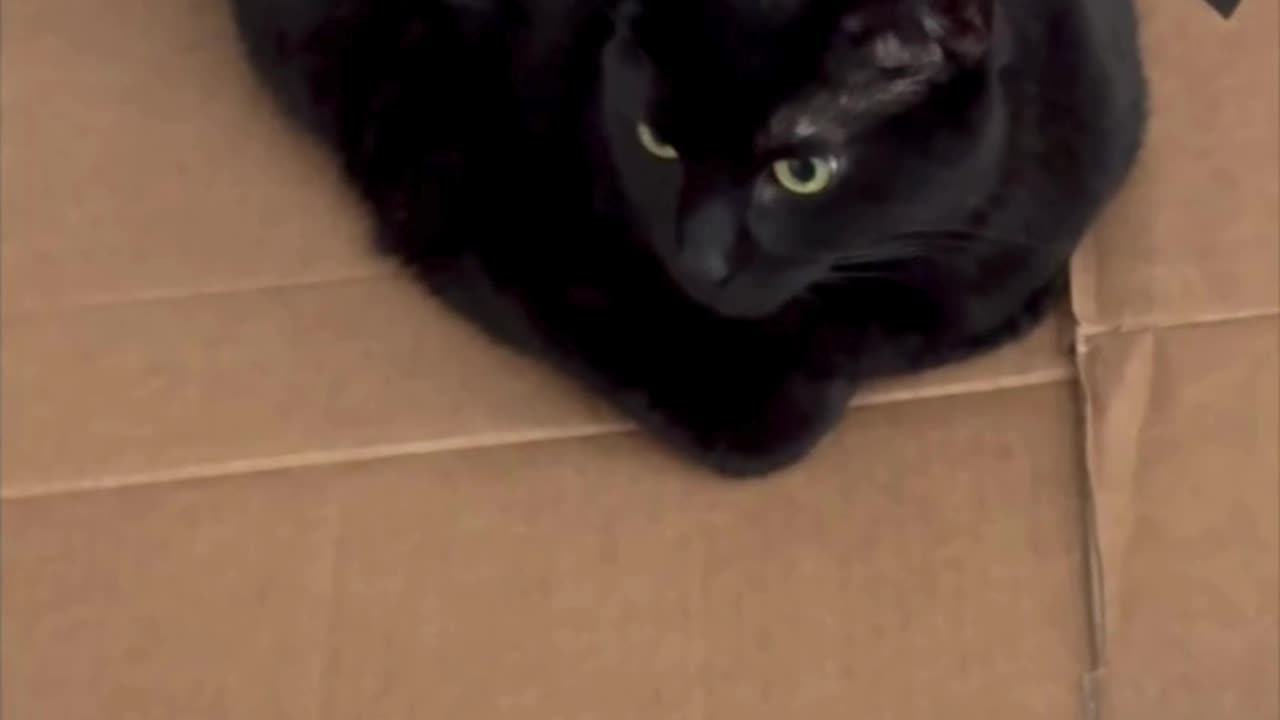 Cute Precious Piper Can Multitask in the Office - Adopting a Cat from a Shelter Vlog #shorts