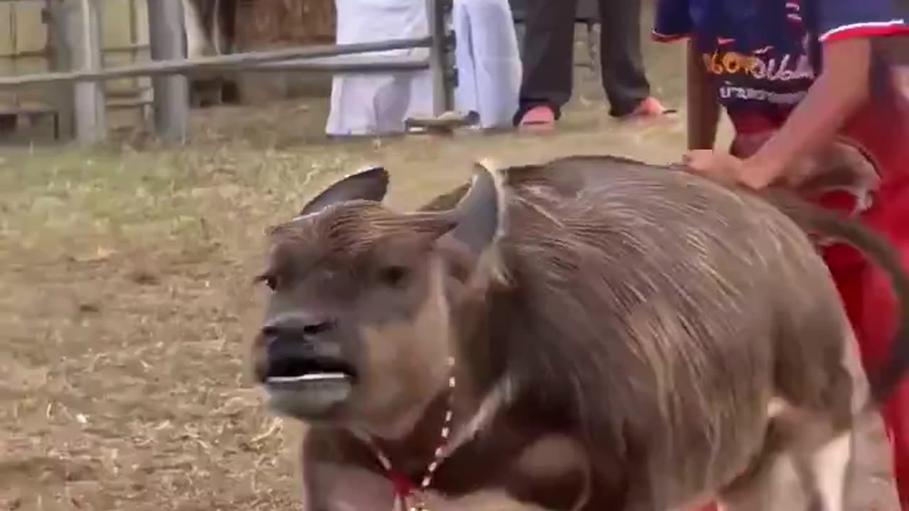 Baby Buffalo