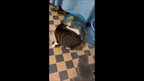 Funny animals - Funny cats / dogs - Funny animal videos -