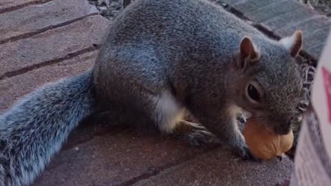 Talking to the Wild friendly squirrel that likes to be hand feed/Mika The Squirrel