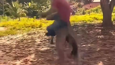 Funny Animals #animals #funny #funnyvideo #funnyshorts #funnyvideos