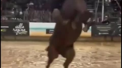 😂🐴 Epic Horse Riding Fail You Can't Miss! | FunFM