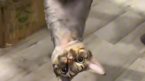 what are you doing ??? 🙀🙀😽😽🤣🤣🤣