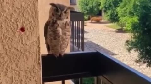 Owl visiting grandma..