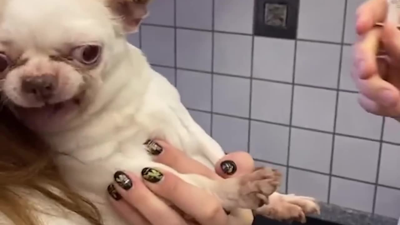 Funny animal moments