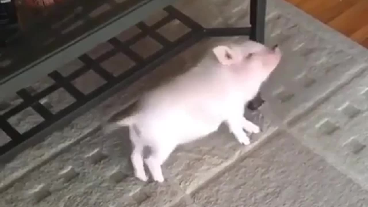 🐷😂 Piggy is Working: The Most Hilarious Moments! | FunFM