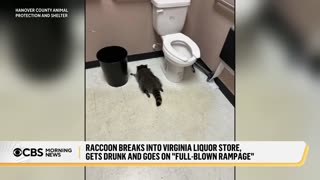 Raccoon breaks into liquor store, gets drunk and passes out