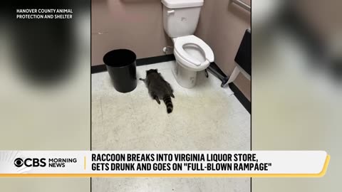 Raccoon breaks into liquor store, gets drunk and passes out