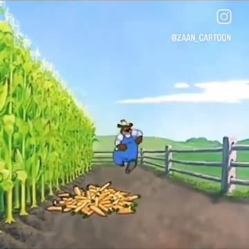 The Corn 🌽 thief .