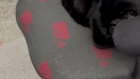 Cute Precious Piper Maintains a Professional Look in the Office - My Shelter Cat Vlog #shorts