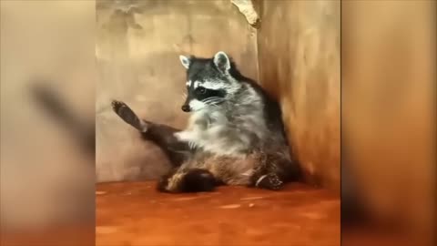 animal can make you laugh 🤣🤣