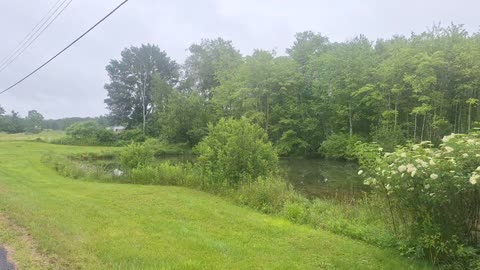 A blue heron in the wild