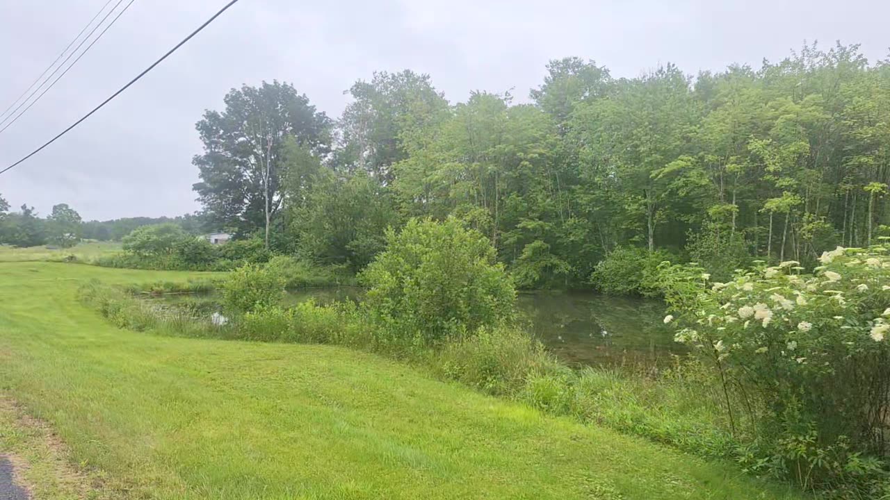 A blue heron in the wild