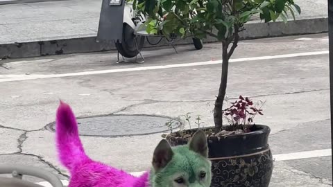 The dog was dyed like this 😢