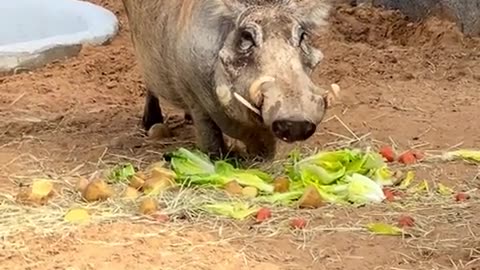 🦓🦦 Hakuna Matata! Adorable Warthog & Meerkat at UAE Zoo! | FunFM